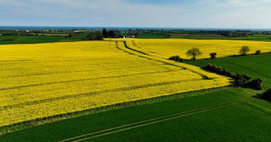 İrlanda 'da rüzgârda savrulan Sarı Yağ Tohumu tecavüz kolza ait tarlaların hava fotoğrafı.