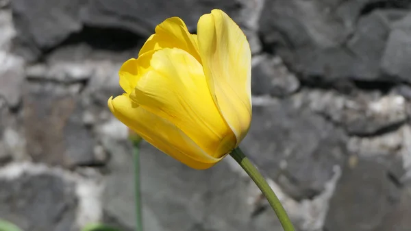 Bel Mix Fiori Tulipano Colorati Che Crescono Giardino Recintato Nel — Foto Stock