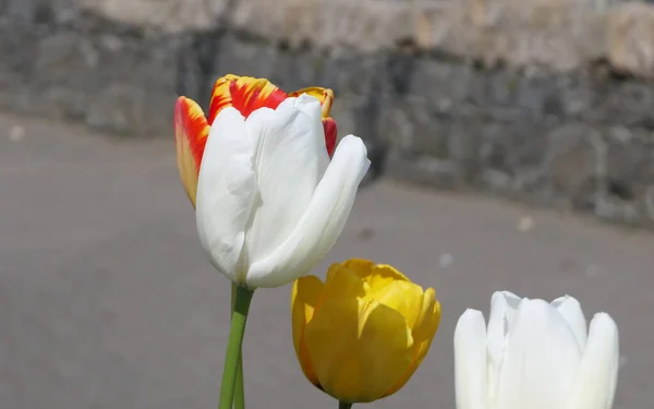 Mix Fiori Tulipano Colorati Che Crescono Una Strada Nel Regno — Foto Stock