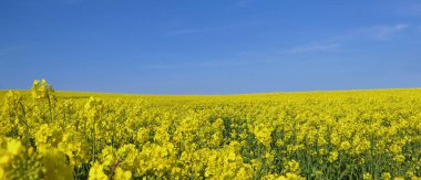 Fields of Yellow Oilseed rape rapeseed blowing in the wind in Ireland colours of Ukraine Flag clipart