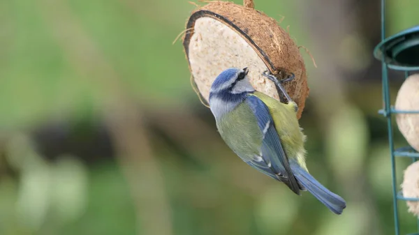 Blue Tit Eating Coconut Suet Shell Bird Table — Fotografia de Stock