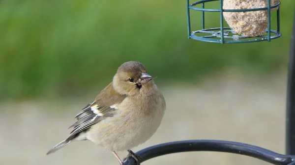 Загальноприйнятий Дворецький Хворий Трихомонозисом Canker Fat Finch Великій Британії — стокове фото