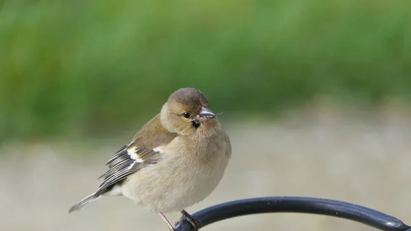 Gyakori Chaffinch Beteg Trichomoniasis Canker Fat Pinty Angliában — Stock Fotó