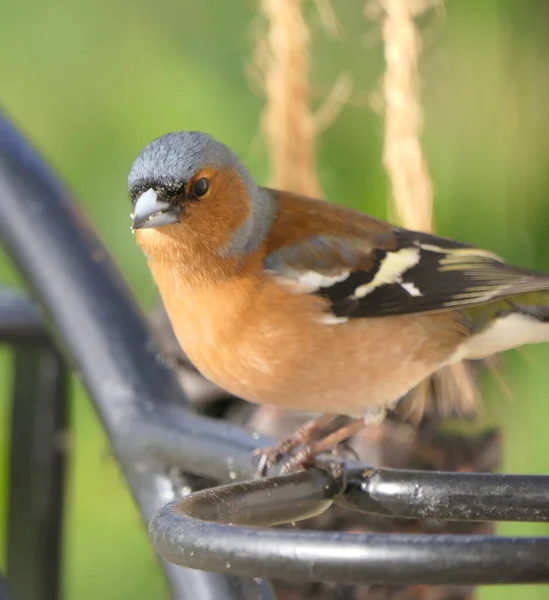 Common Chaffinch Sitting Fence — Stockfoto
