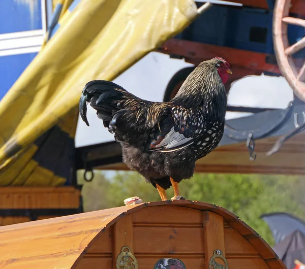 Rooster Farm Trade Stalls Shanes Castle May Day Steam Rally — Stockfoto