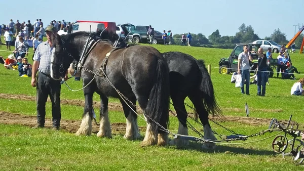 Horses Working Farm Machinery National Ploughing Championships Carlow Ireland — Foto Stock