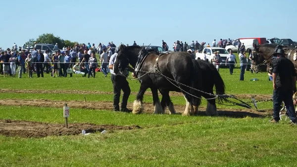 Horses Working Farm Machinery National Ploughing Championships Carlow Ireland — Stockfoto