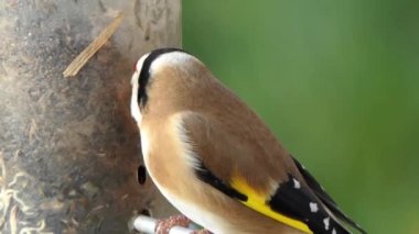 A European Goldfinch feeding at a bird table in Ireland