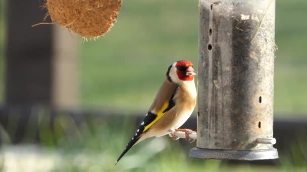 European Goldfinch Feeding Bird Table Ireland — Stockvideo