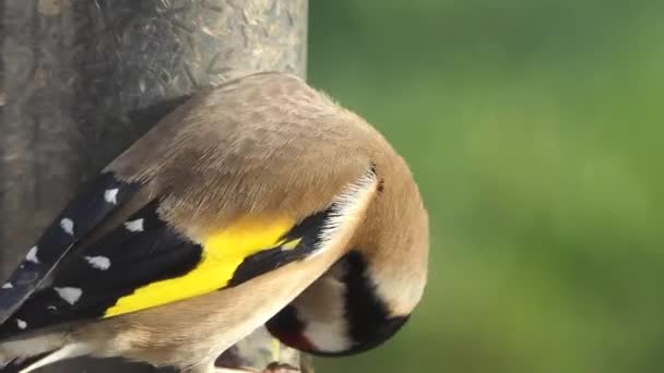 European Goldfinch Feeding Bird Table Ireland — Stock video