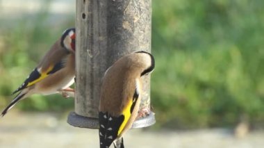 A European Goldfinch feeding at a bird table in Ireland