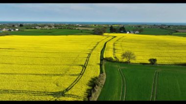 An Aerial video of fields of Yellow Oilseed rape rapeseed blowing in the wind in Ireland