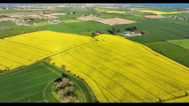 Aerial Video Fields Yellow Oilseed Rape Rapeseed Blowing Wind Ireland — Wideo stockowe