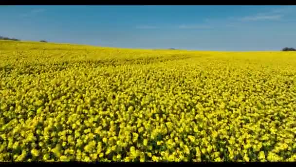 Εναέρια Βίντεο Από Πεδία Του Κίτρινου Ελαιοκράμβης Που Φυσάει Στον — Αρχείο Βίντεο