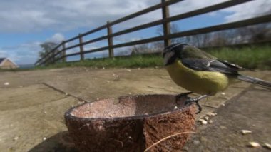 Blue Tit feeding from Insect Coconut Suet Shells fat balls in the UK 