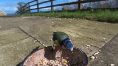 Blue Tit feeding from Insect Coconut Suet Shells fat balls in the UK