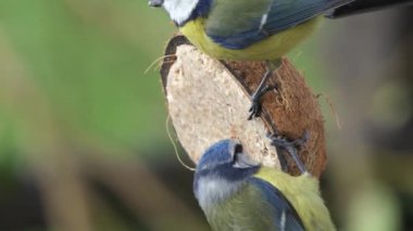 Blue Tit feeding from Insect Coconut Suet Shells fat balls in the UK 