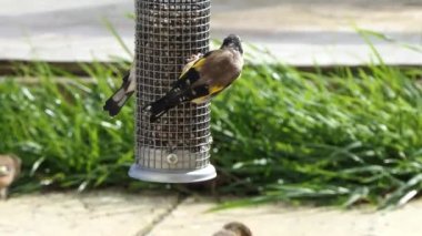 European Goldfinches feeding at a bird table Ireland