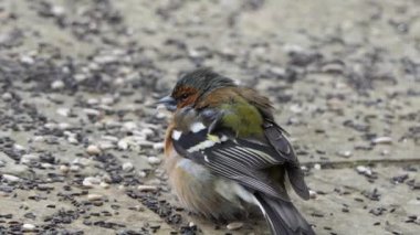 Common chaffinch sick with Trichomoniasis Canker Fat finch Uk