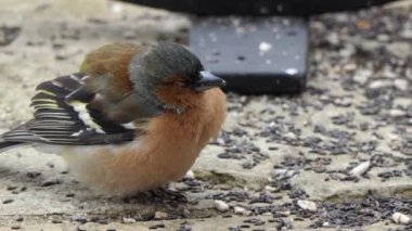 Common chaffinch sick with Trichomoniasis Canker Fat finch Uk