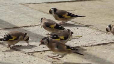 European Goldfinches feeding at a bird table Ireland 