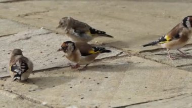 European Goldfinches feeding at a bird table Ireland 