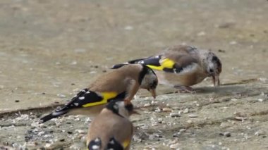 European Goldfinches feeding at a bird table Ireland 