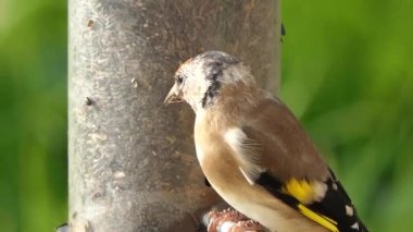 European Goldfinches feeding at a bird table Ireland 