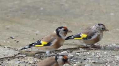 European Goldfinches feeding at a bird table Ireland 