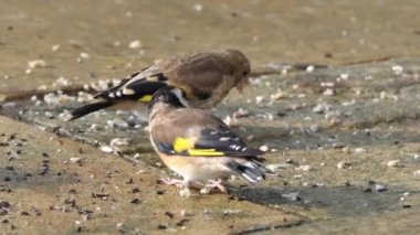 European Goldfinches feeding at a bird table Ireland 
