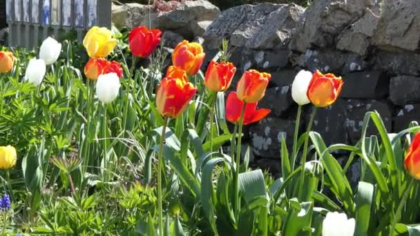 Beautiful Mix Colourful Tulip Flowers Growing Wall Garden — Stockvideo