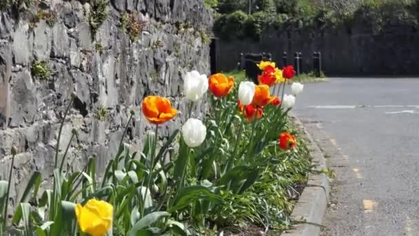 Чудова Суміш Барвистих Квіток Тюльпанів Ростуть Вздовж Муру Великобританії — стокове відео