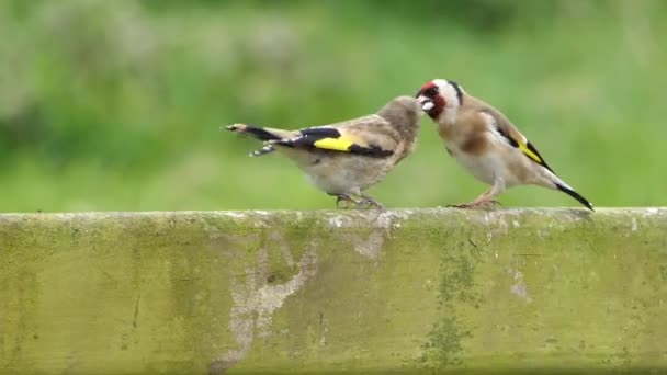 European Goldfinches Feeding Its Chick — Stockvideo