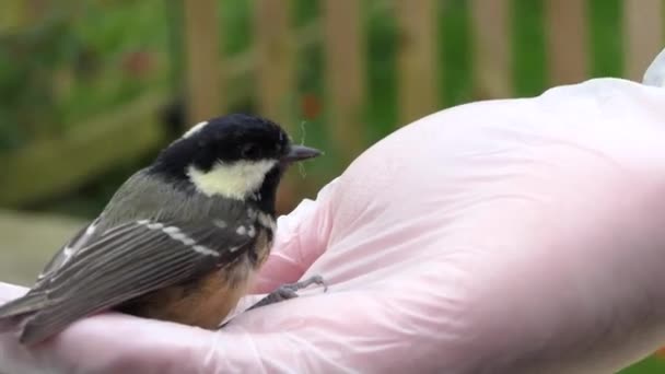 Coal Tit Sitting Persons Hand — Video Stock