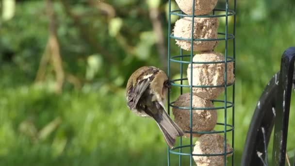 Common Chaffinch Sick Trichomoniasis Canker Fat Finch — Stock Video