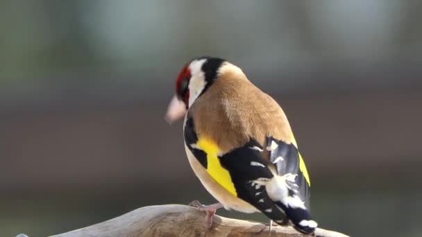 European Goldfinch Branch Woods — ストック動画