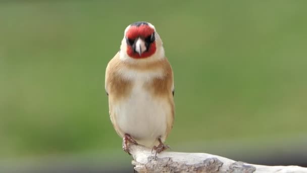 European Goldfinch Branch Woods — Vídeo de Stock