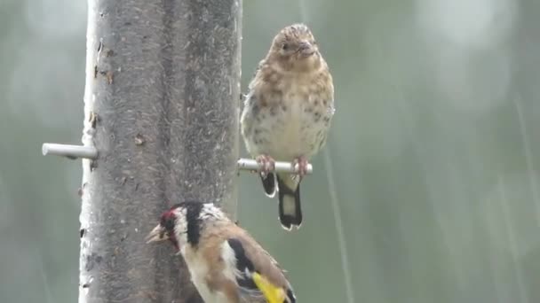 European Goldfinches Feeding Bird Table Ireland — Stok video