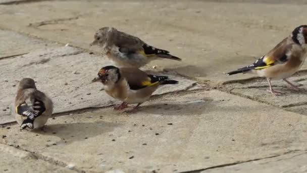 European Goldfinches Feeding Bird Table Ireland — Stockvideo