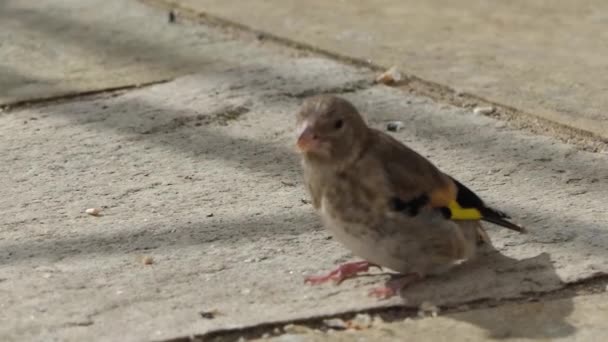 European Goldfinches Feeding Bird Table Ireland — Video Stock