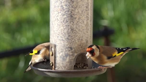 European Goldfinches Feeding Bird Table Ireland — Stok video