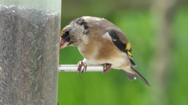 European Goldfinches Feeding Bird Table Ireland — Stok video
