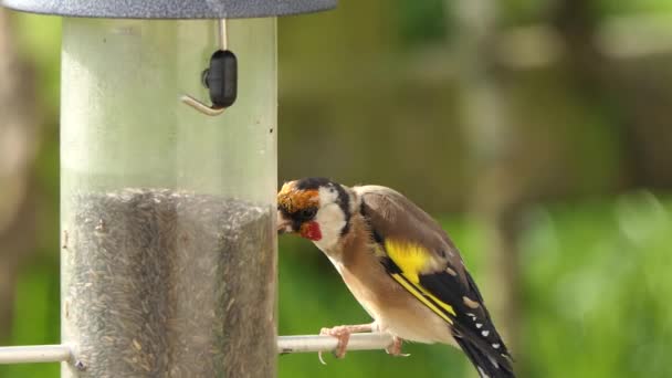 European Goldfinches Feeding Bird Table Ireland — Stok video