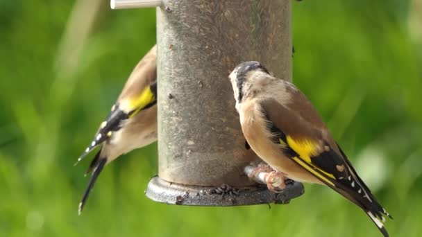 European Goldfinches Feeding Bird Table Ireland — ストック動画