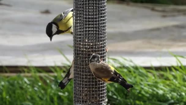 European Goldfinches Feeding Bird Table Ireland — Stockvideo