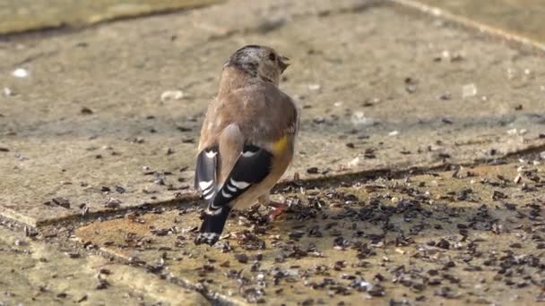 European Goldfinches Feeding Bird Table Ireland — Stockvideo