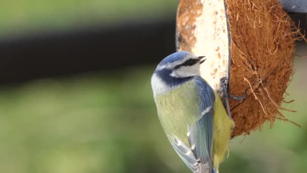 Great Tit Feeding Insect Coconut Suet Shells Fat Balls — Stok video