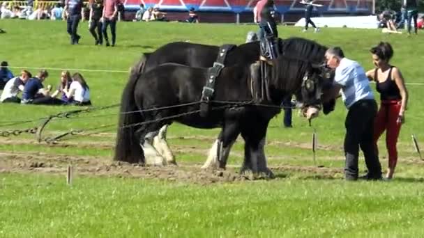 Άλογα Που Εργάζονται Στο Εθνικό Πρωτάθλημα Πλουτισμού Laois Ιρλανδία Στις — Αρχείο Βίντεο
