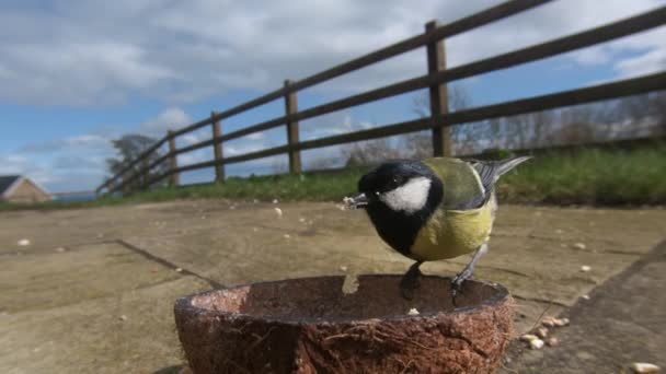 Great Tit Feeding Insect Coconut Suet Shells Fat Balls — Stockvideo