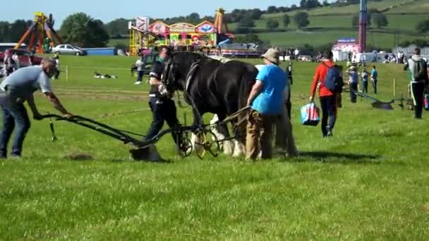 Horses Working National Ploughing Championships Laois Ireland 19Th September 2019 — 图库视频影像